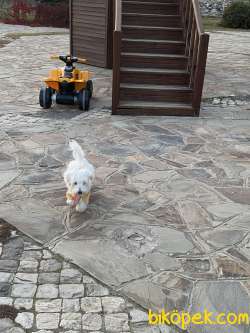 Maltipoo 5 Aylık 1