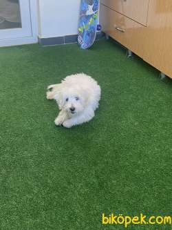 Maltipoo 5 Aylık 3