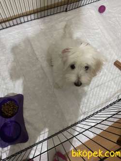 Maltipoo 5 Aylık 2