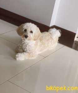 Maltipoo 7 Aylık Tüm Aşıları Tam Tuvalet Eğitimi Vardır 2