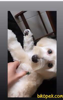 Maltipoo 7 Aylık Tüm Aşıları Tam Tuvalet Eğitimi Vardır 3