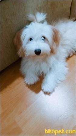 Maltipoo 9 Aylık Dişi Egitimi Var 1