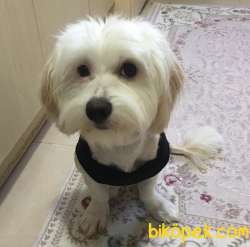 Maltipoo 9 Aylık Dişi Egitimi Var 3