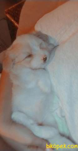 Maltipoo 9 Aylık Dişi Egitimi Var 4