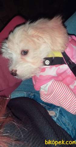 Maltipoo 9 Aylık Dişi Egitimi Var 2