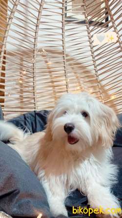 Maltipoo 9 Aylık Dişi Egitimi Var 5