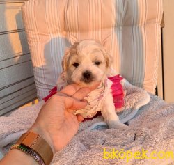 Maltipoo A Kalite Yavrular 3