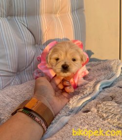 Maltipoo A Kalite Yavrular 2