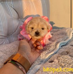 Maltipoo A Kalite Yavrular 1