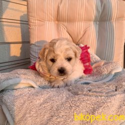 Maltipoo A Kalite Yavrular 4