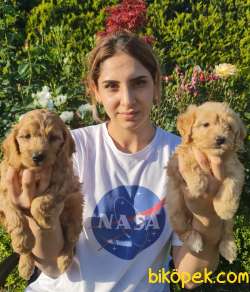 Maltipoo A Klas Çok Sevimli Yavrularım 3