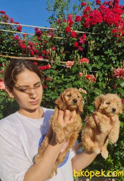 Maltipoo A Klas Çok Sevimli Yavrularım 1