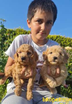 Maltipoo A Klas Çok Sevimli Yavrularım 2