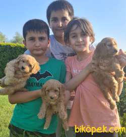Maltipoo A Klas Çok Sevimli Yavrularım 4
