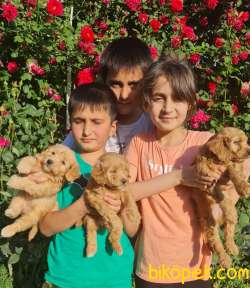 Maltipoo A Klas Çok Sevimli Yavrularım 5