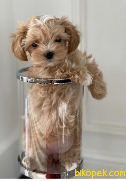 Maltipoo Alerji Yapmayan Bebekler Orjinal 1