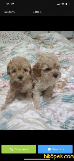 Maltipoo Alerji Yapmayan Bebekler Orjinal 2