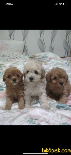 Maltipoo Alerji Yapmayan Bebekler Orjinal 3