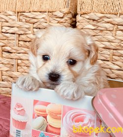 Maltipoo Anne Altından!! 4