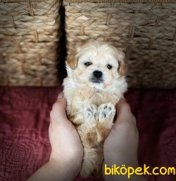 Maltipoo Anne Altından!! 1