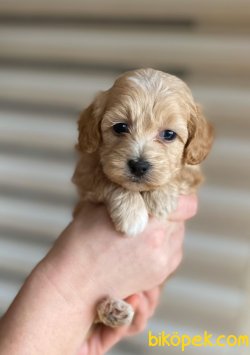 Maltipoo Anne Altından!! 2