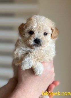 Maltipoo Anne Altından!! 3