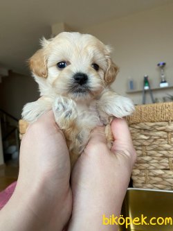 Maltipoo Anne Altından!! 5