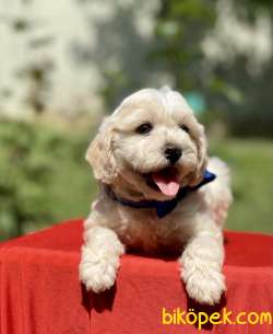 Maltipoo Anne Baba Safkan Yavrularımız 2