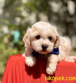 Maltipoo Anne Baba Safkan Yavrularımız 3