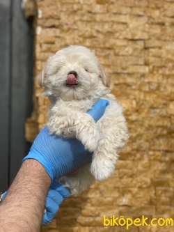 Maltipoo Antialerjik Irk Orjinal Yavrular Xs 2
