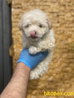 Maltipoo Antialerjik Irk Orjinal Yavrular Xs 4