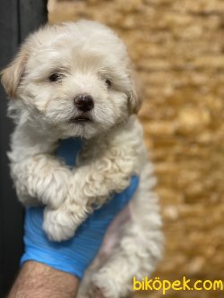 Maltipoo Antialerjik Irk Orjinal Yavrular Xs 3