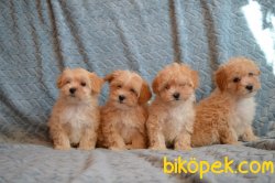 Maltipoo Antialerjik Irk Orjinal Yavrular Xs 1
