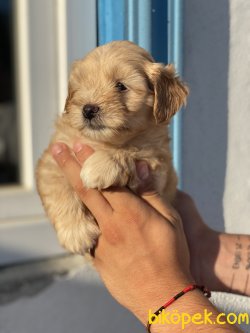 Maltipoo Antialerjik Tüy Dökmeyen Yavrular 2