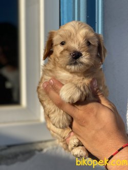 Maltipoo Antialerjik Tüy Dökmeyen Yavrular 3