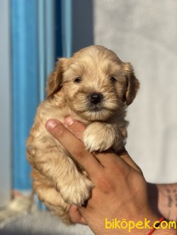 Maltipoo Antialerjik Tüy Dökmeyen Yavrular 1