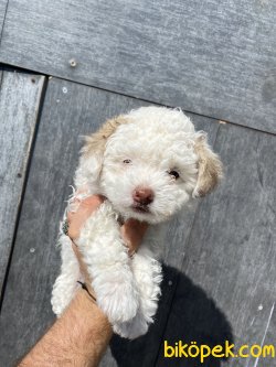 MALTİPOO BEBEĞİMİZ 3