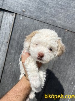 MALTİPOO BEBEĞİMİZ 2