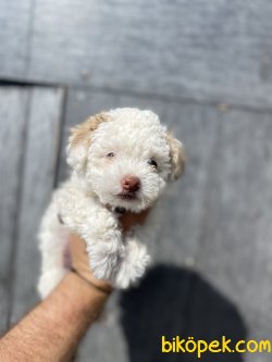 MALTİPOO BEBEĞİMİZ 1