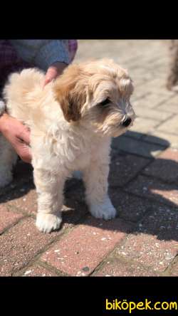 MALTİPOO BEBEK 4