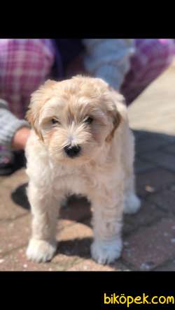 MALTİPOO BEBEK 1