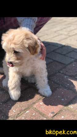 MALTİPOO BEBEK 3