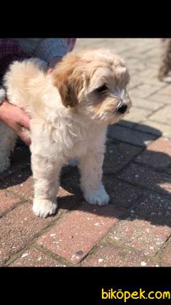 MALTİPOO BEBEK 2