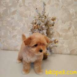 MALTİPOO BEBEK A KALİTE BEBEKLERİMİZ 2