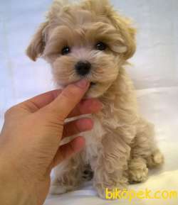 MALTİPOO BEBEK A KALİTE BEBEKLERİMİZ 3