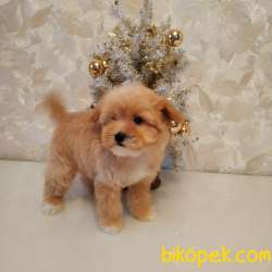MALTİPOO BEBEK A KALİTE BEBEKLERİMİZ 1