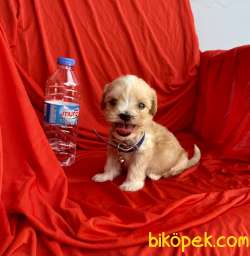 Maltipoo Bebek Yüz Mini Boy Yavrularımız 2