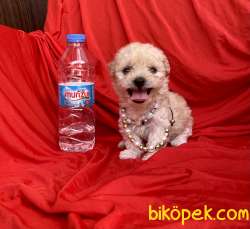 Maltipoo Bebek Yüz Mini Boy Yavrularımız 4