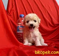 Maltipoo Bebek Yüz Mini Boy Yavrularımız 1