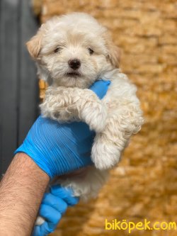 MALTİPOO BEBEKLER 3